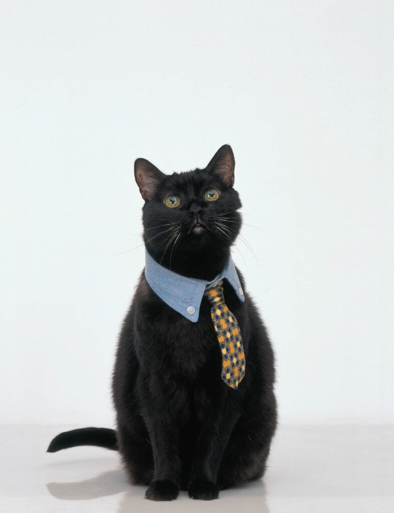 Salem the cat from Sabrina the Teenage Witch
