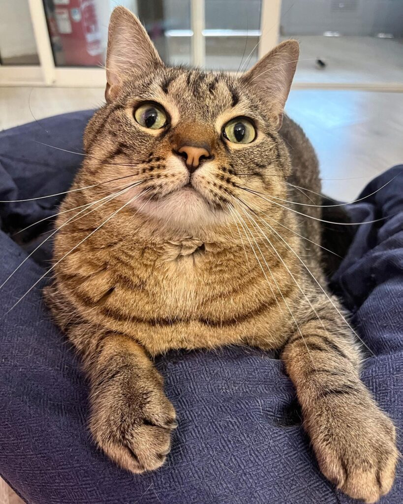 tabby cat