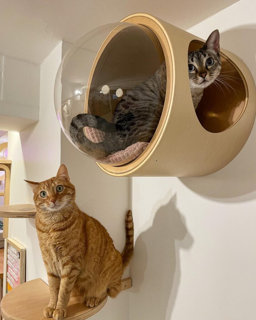 ufo for cats