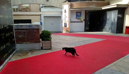 cat on the red carpet