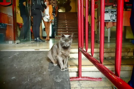 Cinema Prado cat