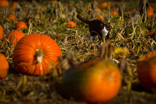 Prairie Home Farm
