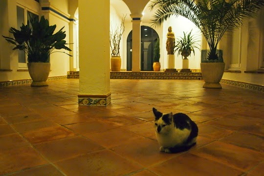 Spanish cat