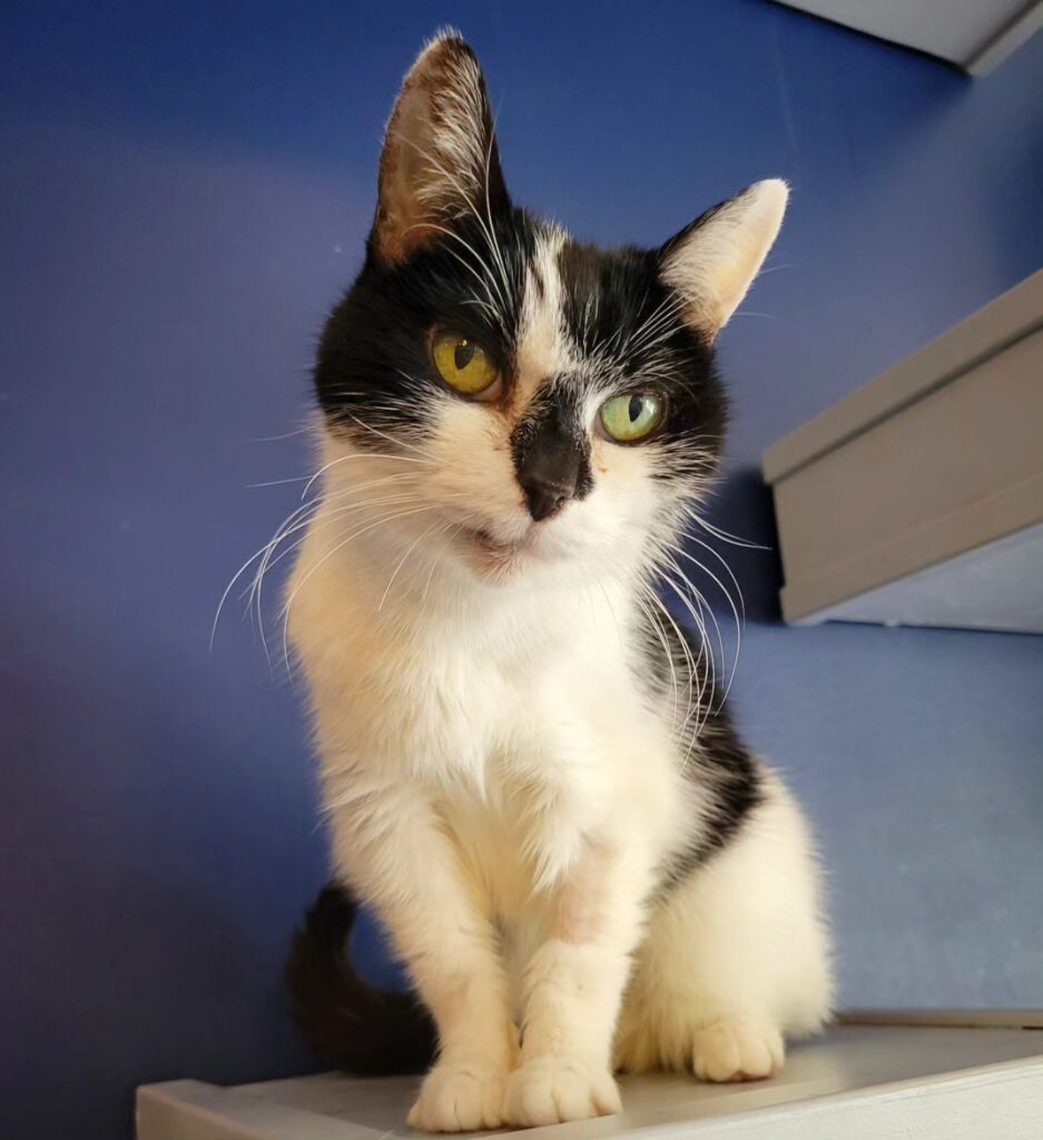AffoGATO Cat Cafe in Cleveland, Ohio