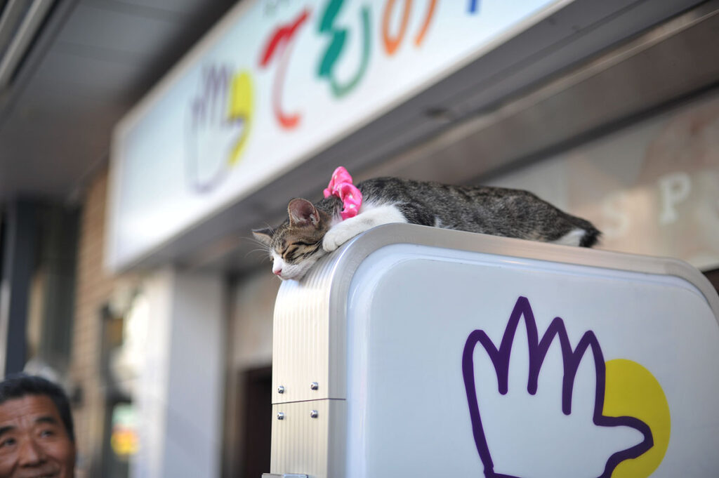 cat sleeping on the sign of a massage shop in Tokyo's Asakusa district