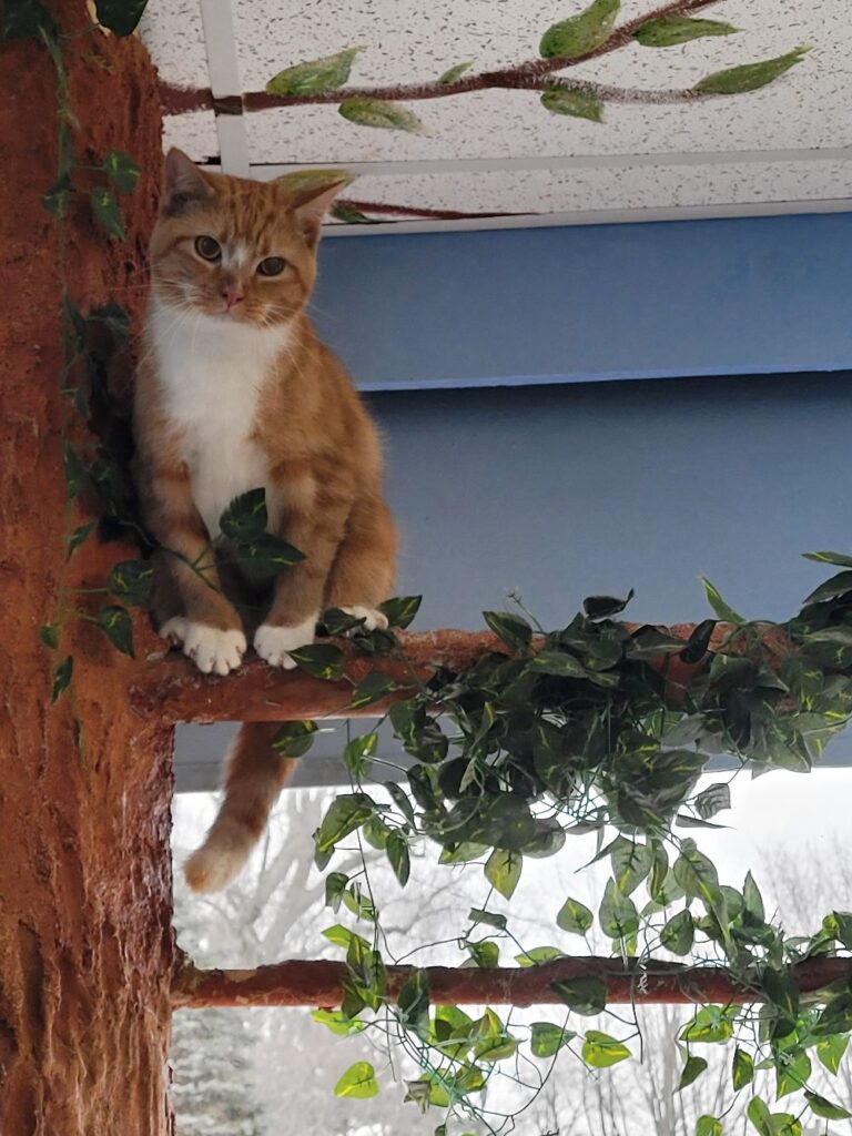 Bajah's Cat Café in Tiverton