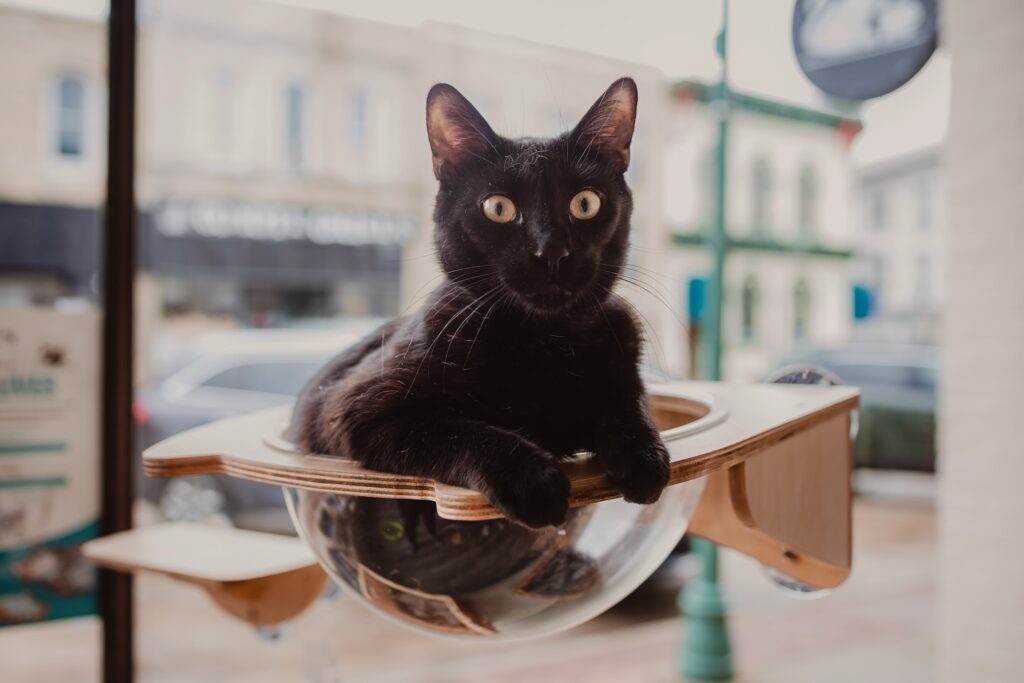 BaristaCats Cafe in Whitewater