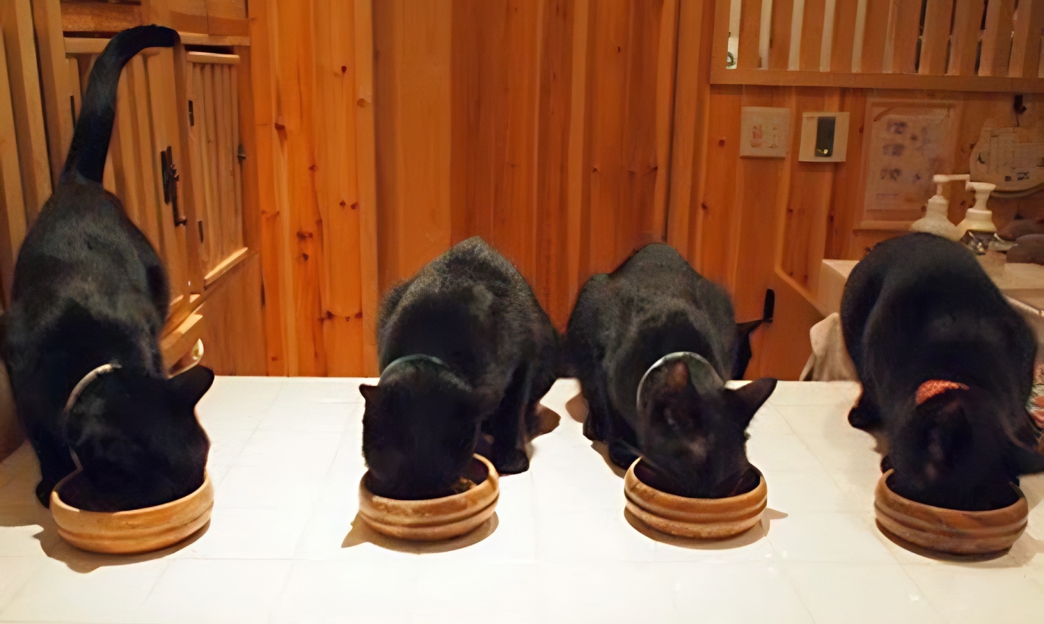 black cat cafe