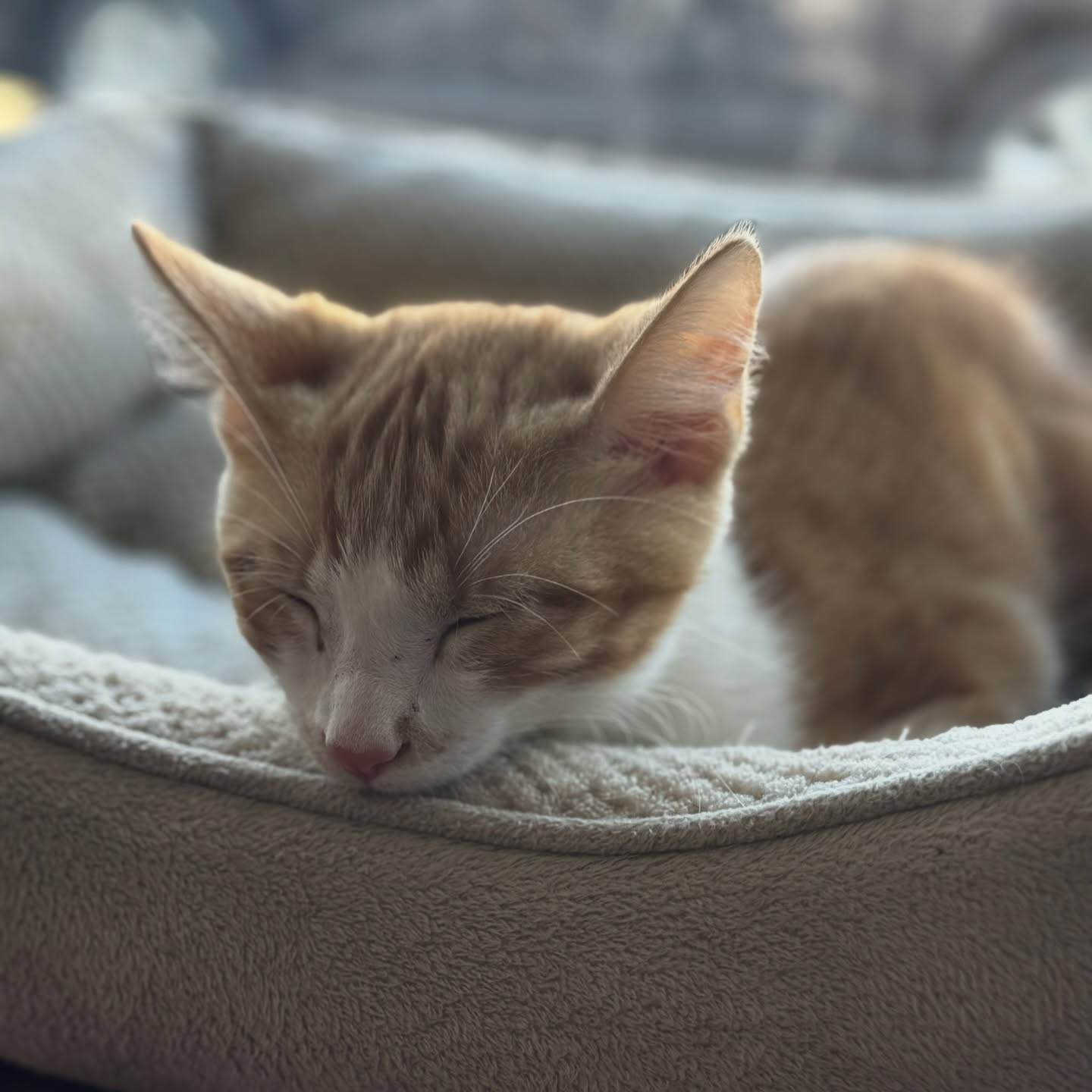 Burlington Cat Lounge