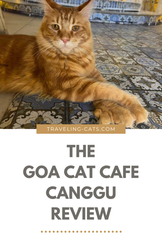 cat cafe Bali