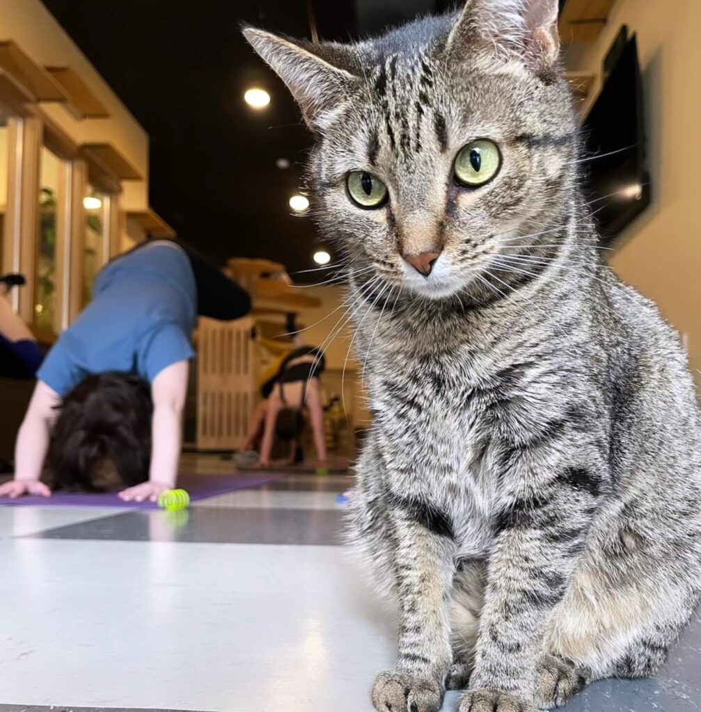 Cat Yoga at Kitty Corner Café in Barre