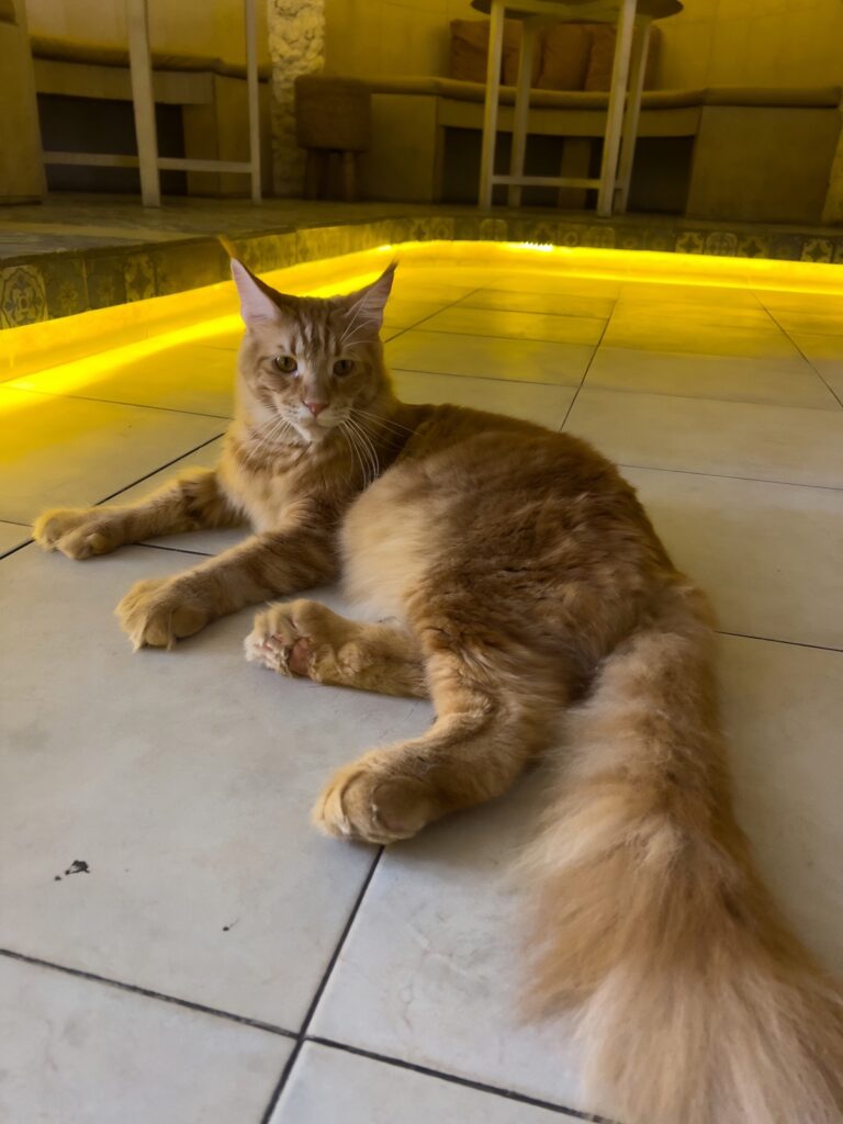 ginger Maine Coon at The Goa Cat Cafe in Canggu Bali