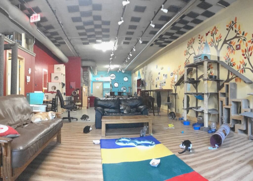 Cat Café Mad