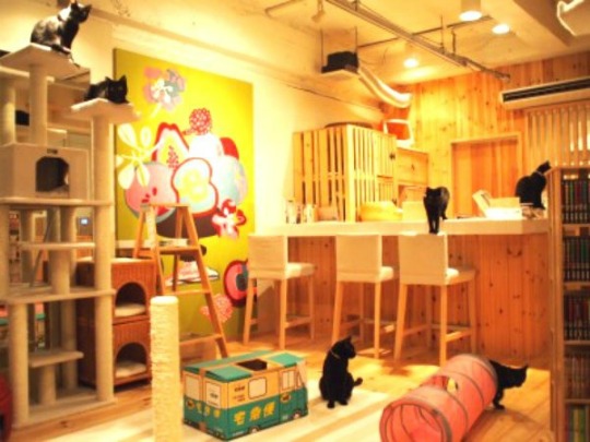 cat cafés in japan