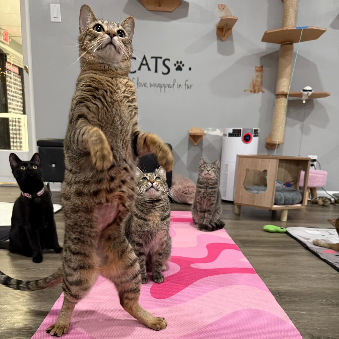cat cafés in Maryland