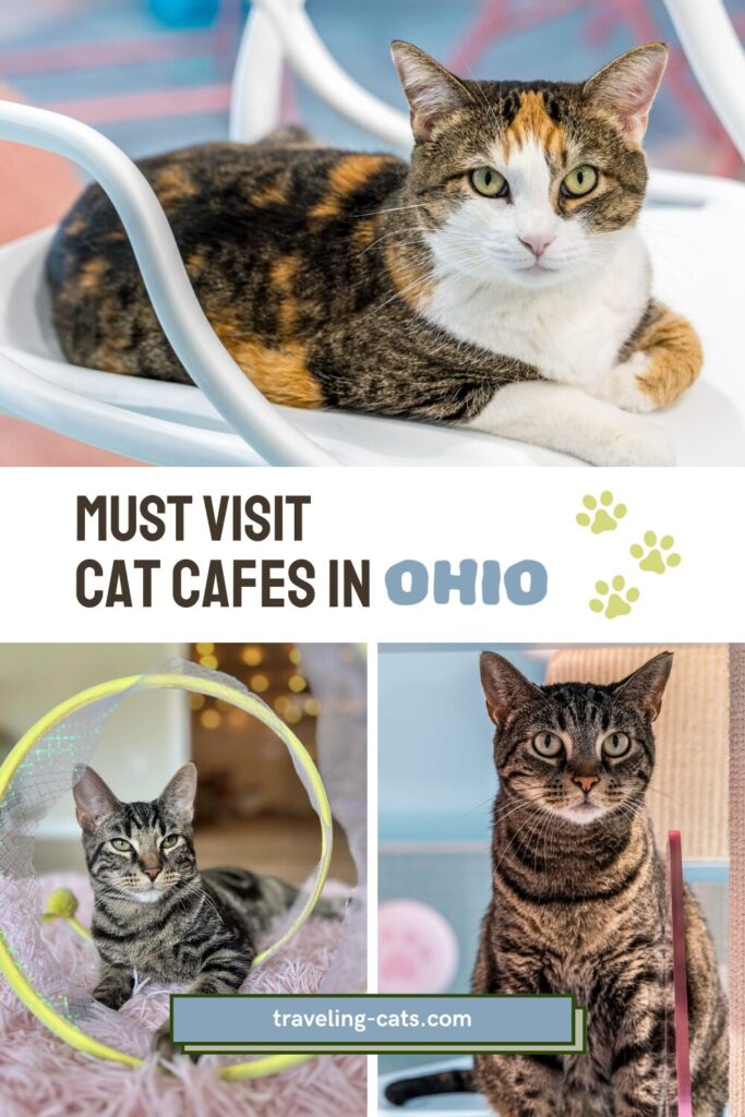 cat cafes in Ohio