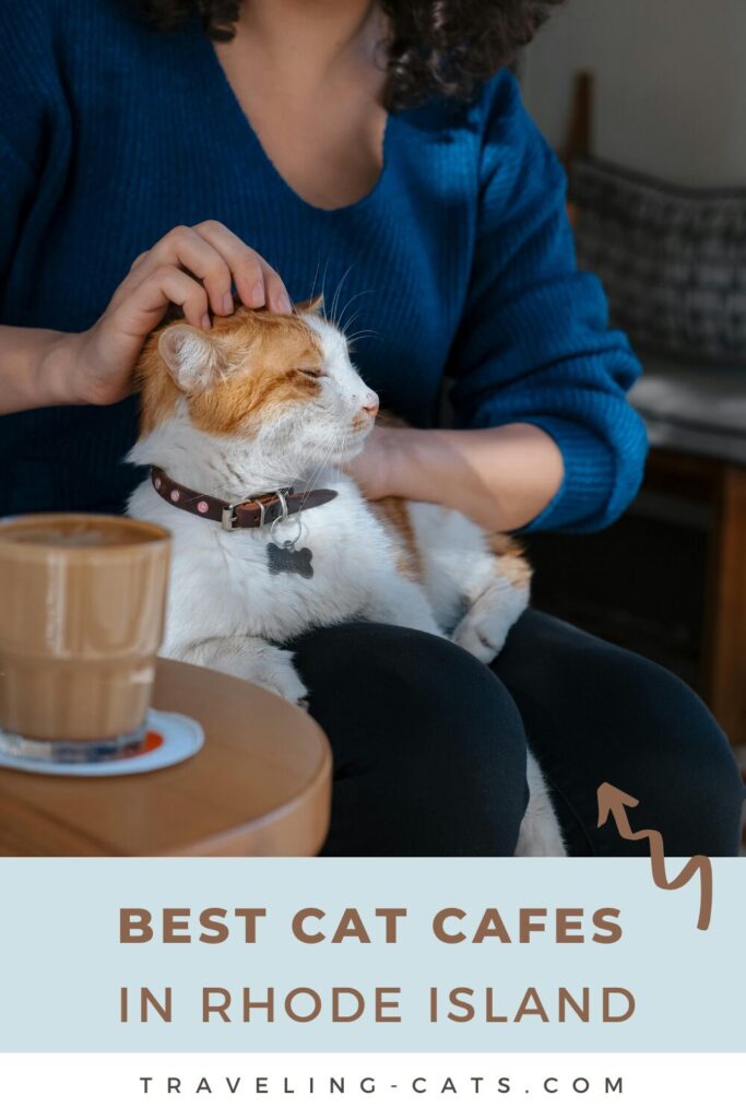 Cat cafés in Rhode Island