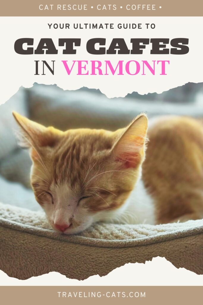 cat cafés in Vermont