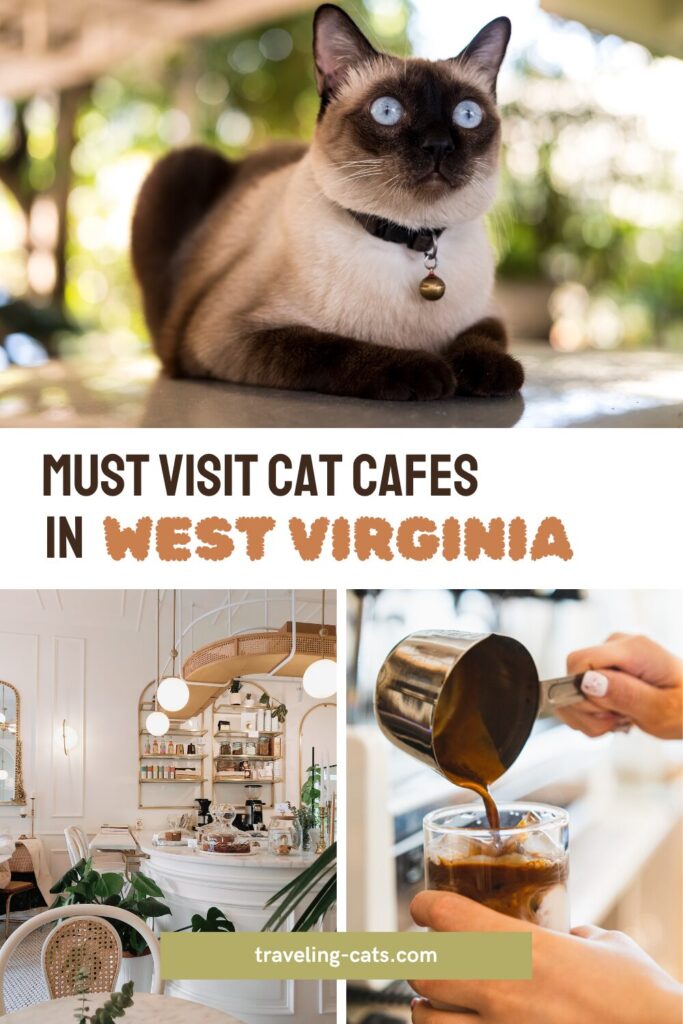 cat cafes in West Virginia