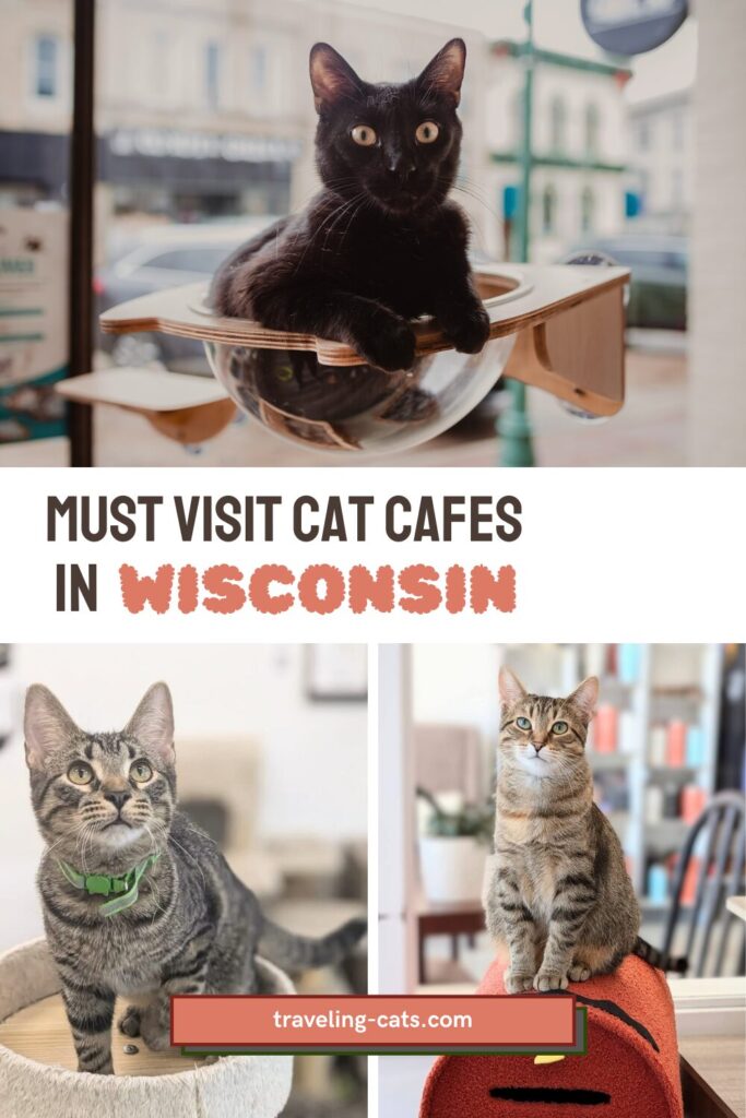 cat cafés in Wisconsin