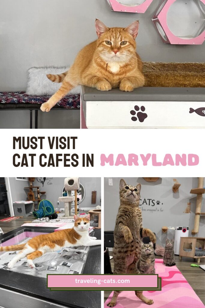 cat cafés Maryland