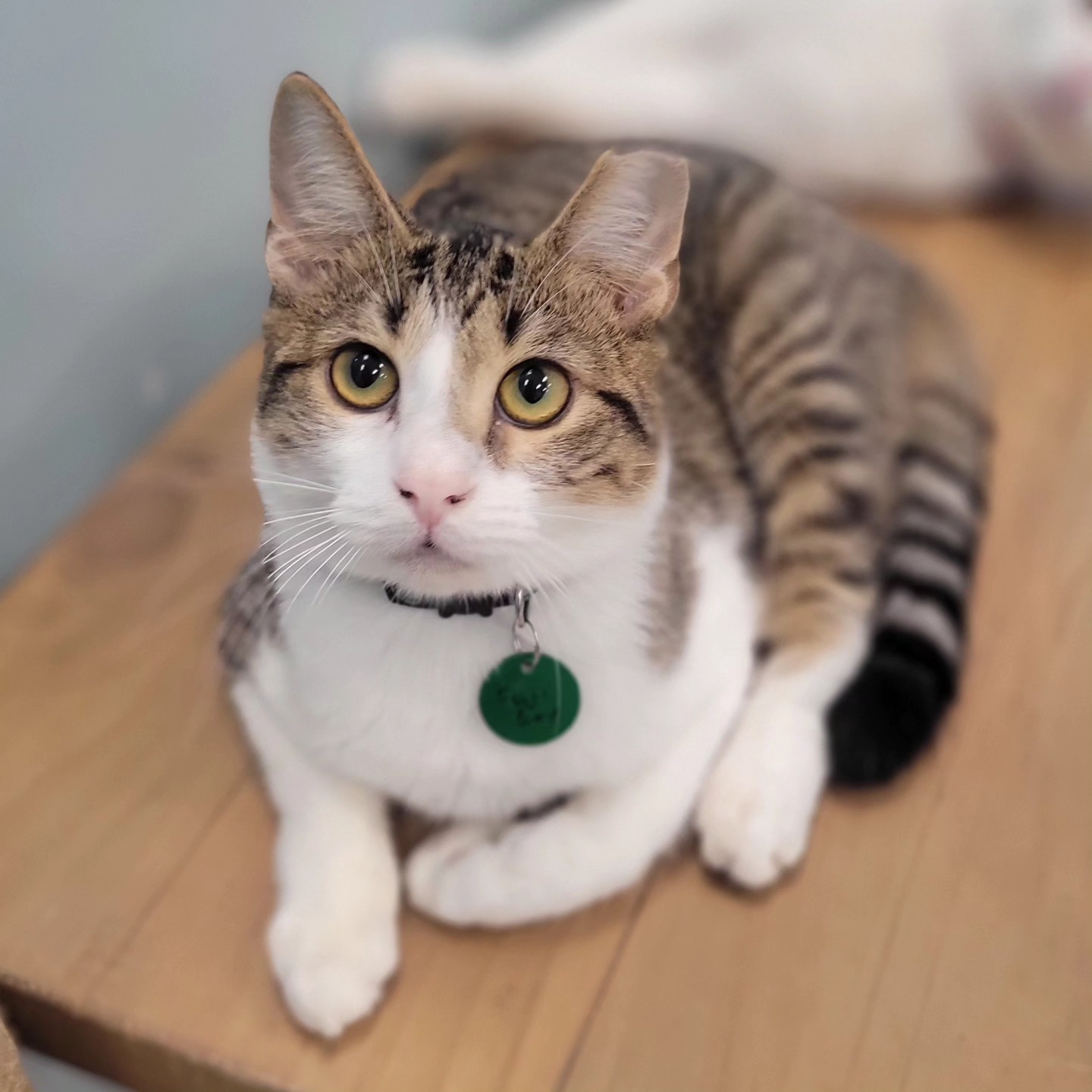 Meows Corner in Sterling is one of the cat cafes in Virginia