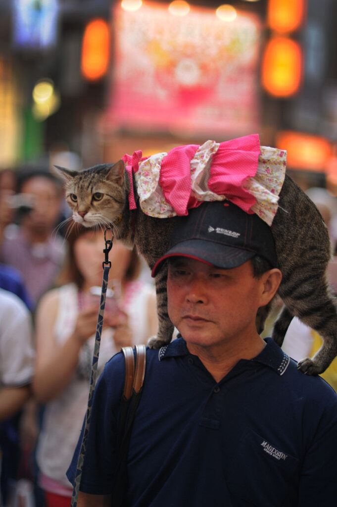 cat perched on shoulder