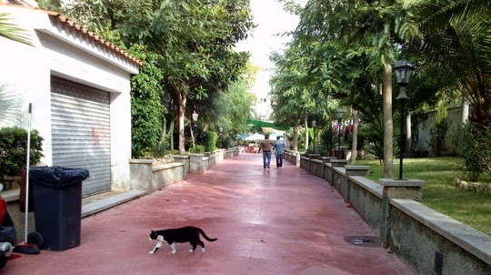 cat pictures images sitges