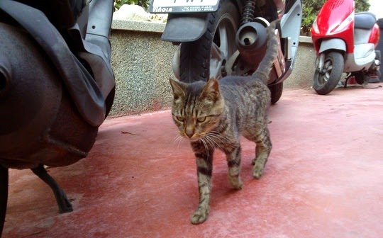 cat pictures tabby