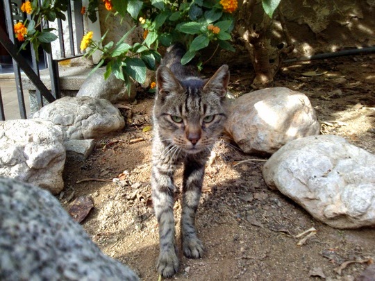 cat pictures tabby