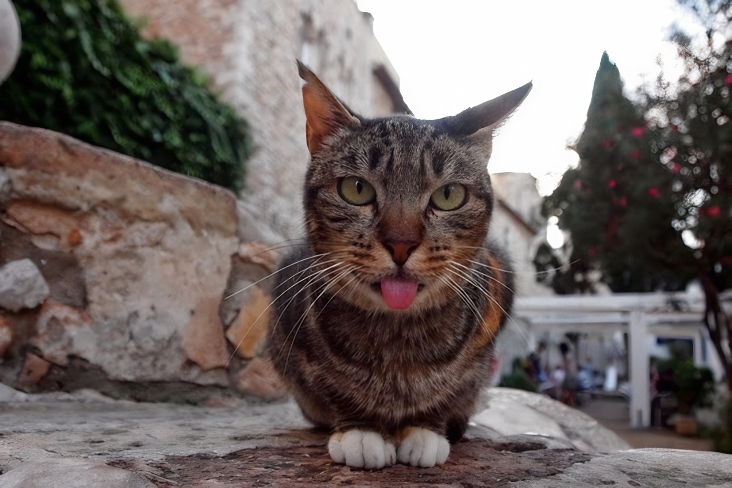 cat with tongue sticking out