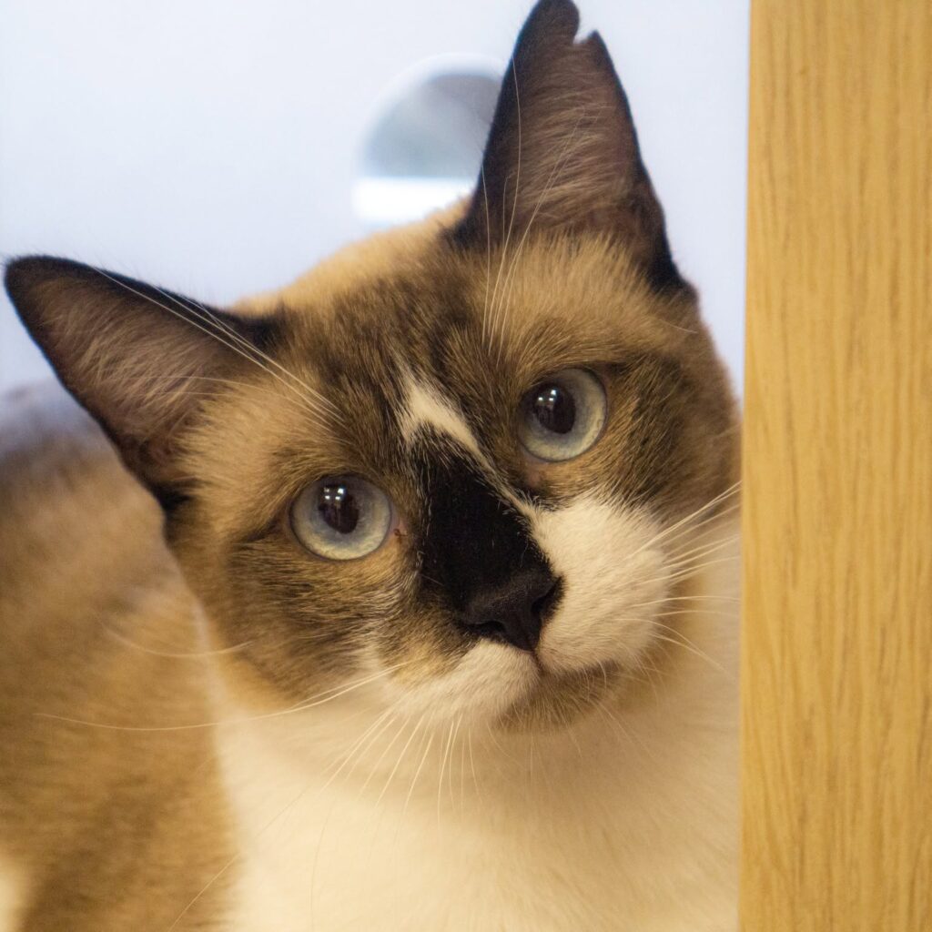 CatLovers Almería