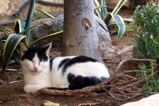 cats el retiro