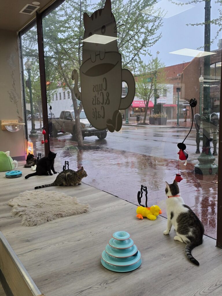 Cups and Cats Cafe in Charleston
