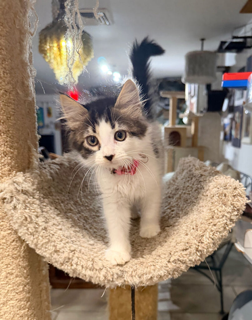 Cups and Claws