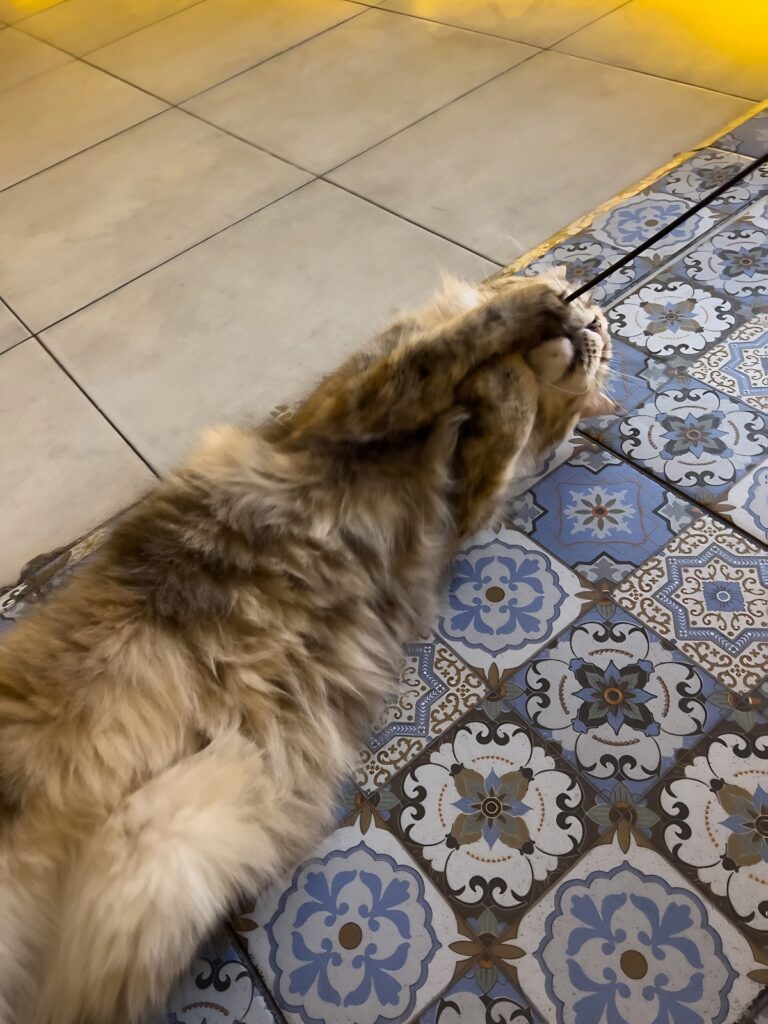 fluffy Maine Coon cat at The Goa Cat Cafe in Canggu Bali