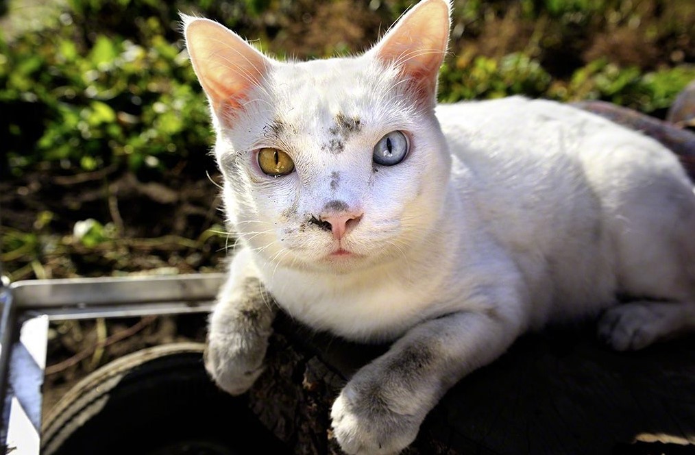 Fukumaru cat