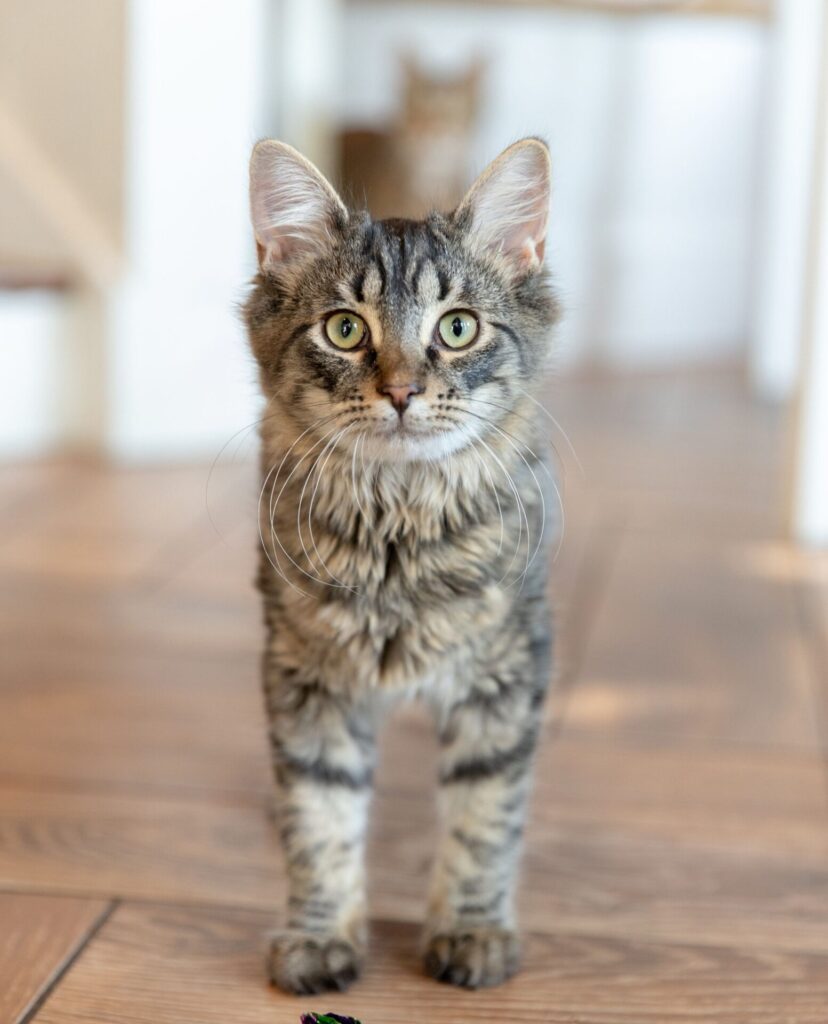 Gem City Cat Cafe in Dayton Ohio