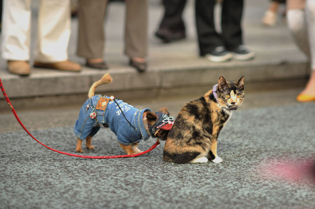 a cat on a leash in Ginza