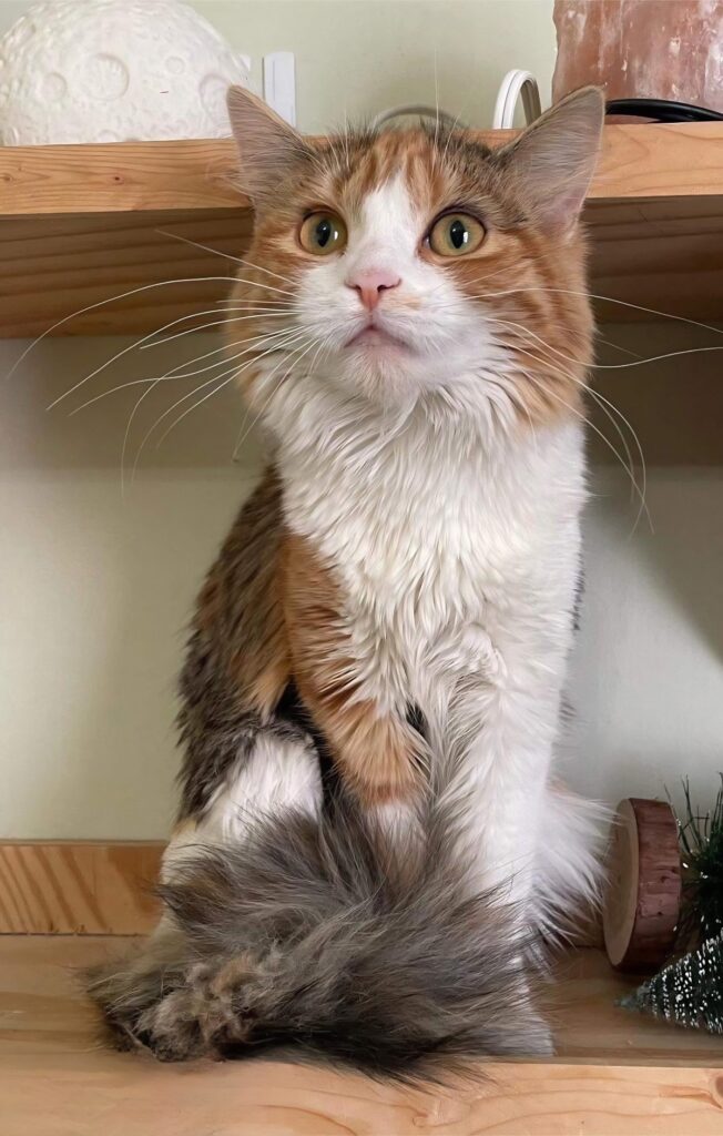 Lady Guinevere from Give Purrs a Chance
