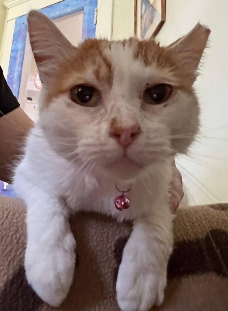 Theophani from Give Purrs a Chance