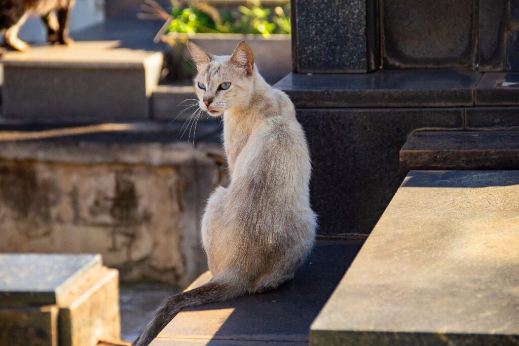 Goiânia Cemetery – Goiás, Brazil