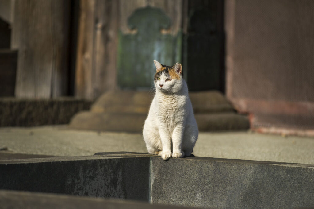 Gokokuji Temple cat