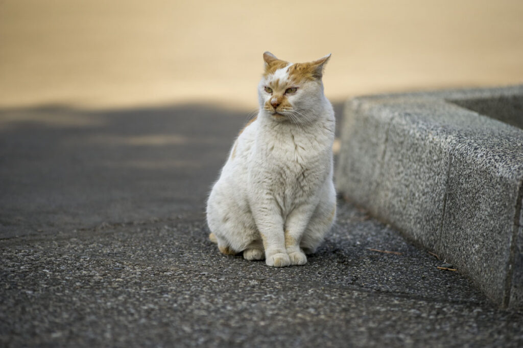 Gokokuji Temple cat