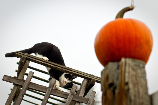 Happy Halloween cat