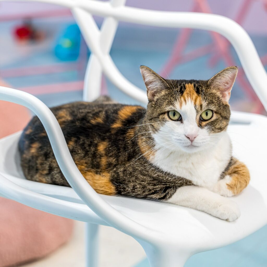 Kitty Bubble Cafe