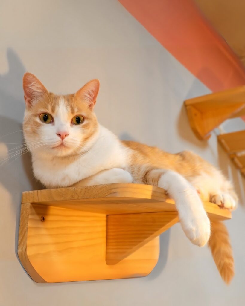 La Gatera in Murcia