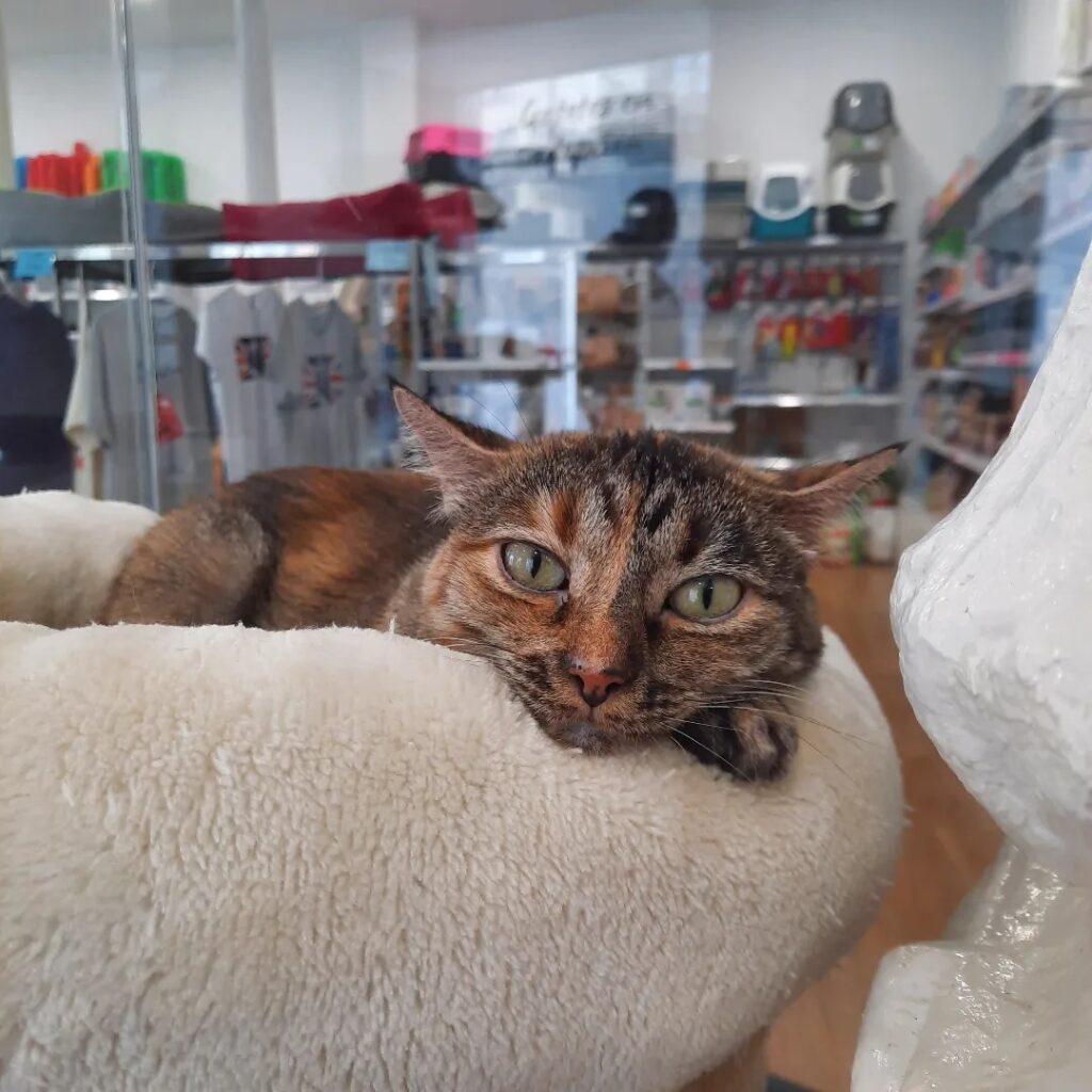 La Gatoteca in Madrid