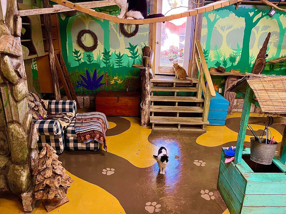 Mad Dogs and Crazy Cats cat cafe in Alliance
