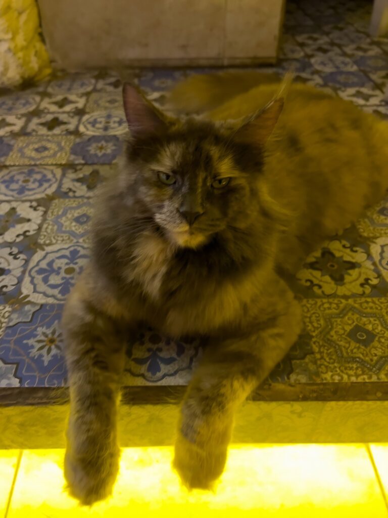 Maine Coon cat at The Goa in Bali